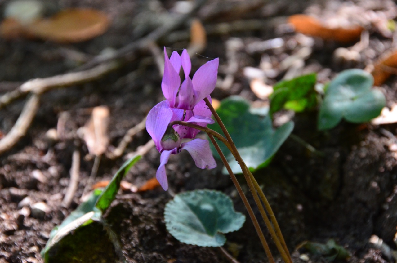 European cyclamen: Cyclamen purpurascens