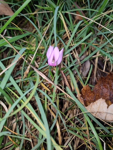European cyclamen (Cyclamen purpurascens)