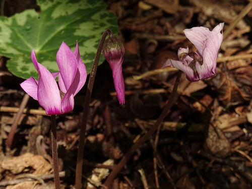 European cyclamen (Cyclamen purpurascens)