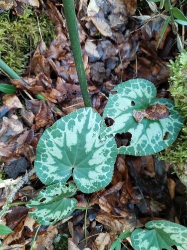 European cyclamen (Cyclamen purpurascens)