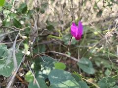 Cyclamen rhodium (Cyclamen rhodium)