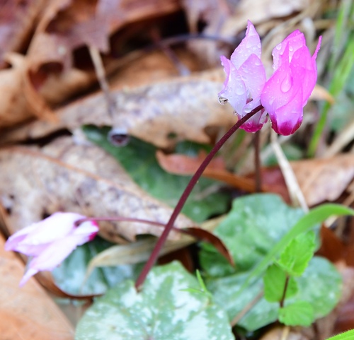 Cyclamen rhodium (Cyclamen rhodium)