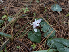 Cyclamen rhodium (Cyclamen rhodium)