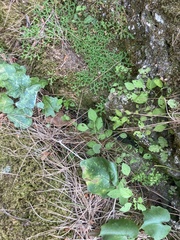 Cyclamen rhodium (Cyclamen rhodium)