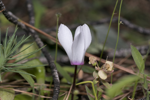 Cyclamen rhodium (Cyclamen rhodium)