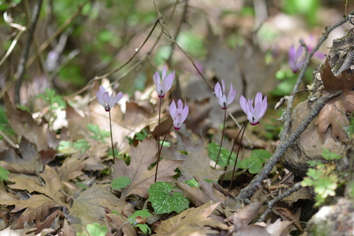 Cyclamen rhodium (Cyclamen rhodium)