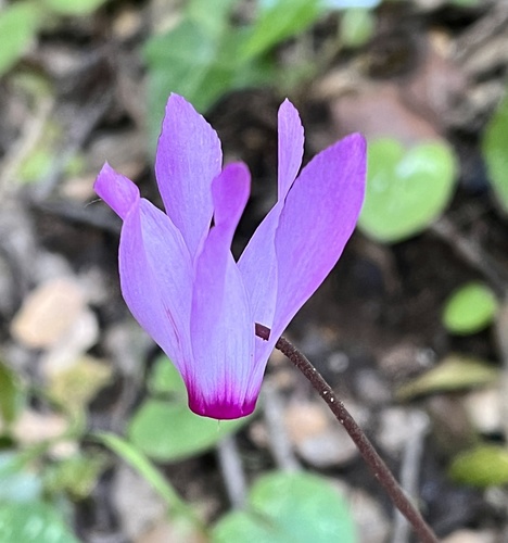 Cyclamen rhodium (Cyclamen rhodium)