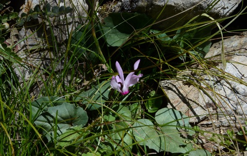 Cyclamen rhodium (Cyclamen rhodium)