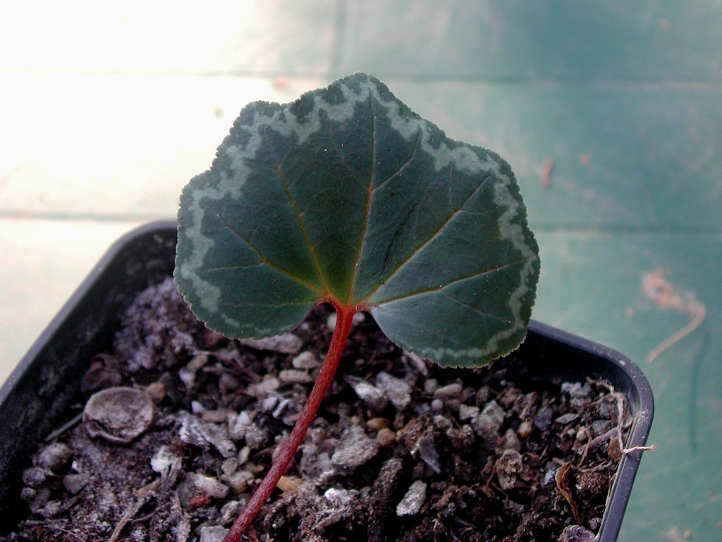Cyclamen rohlfsianum: Feuille de Cyclamen rohlfsianum