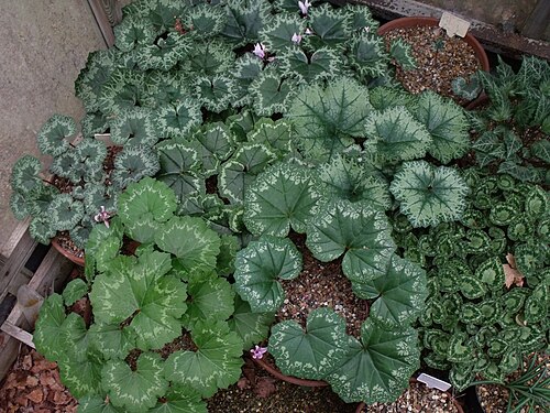 Cyclamen rohlfsianum: Cyclamen rohlfsianum stock plants at Tile Barn Nursery, showing range of leaf marking and shape; a few Cyclamen graecum plants on right.