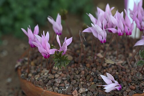 Cyclamen rohlfsianum: Cyclamen rohlfsianum in Gothenburg Botanical Garden. Plant id: 1958-0022 p G -- Ingwersen