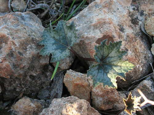 Cyclamen rohlfsianum (Cyclamen rohlfsianum)