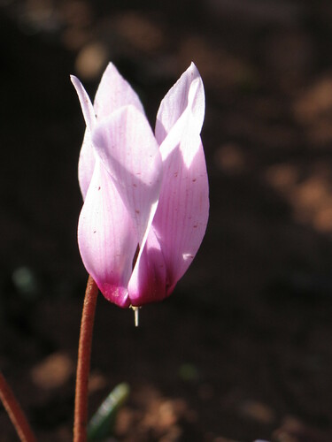 Cyclamen rohlfsianum (Cyclamen rohlfsianum)