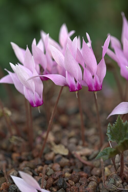 Cyclamen rohlfsianum: Cyclamen rohlfsianum in Gothenburg Botanical Garden. Plant id: 1958-0022 p G -- Ingwersen