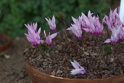 Cyclamen rohlfsianum: Cyclamen rohlfsianum in Gothenburg Botanical Garden. Plant id: 1958-0022 p G -- Ingwersen