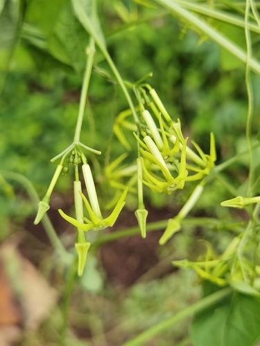 Cyclanthera carthagenensis (Cyclanthera carthagenensis)
