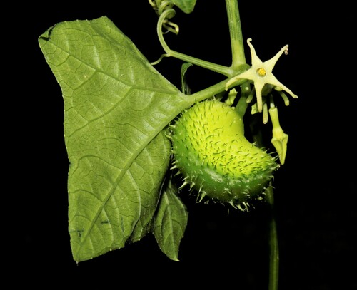 Cyclanthera carthagenensis (Cyclanthera carthagenensis)