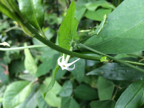 Cyclanthera carthagenensis (Cyclanthera carthagenensis)