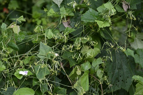 Cyclanthera carthagenensis (Cyclanthera carthagenensis)
