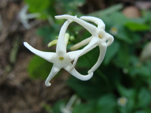 Cyclanthera carthagenensis (Cyclanthera carthagenensis)