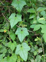Cyclanthera carthagenensis (Cyclanthera carthagenensis)