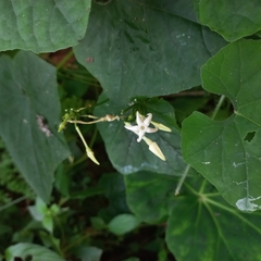 Cyclanthera carthagenensis (Cyclanthera carthagenensis)