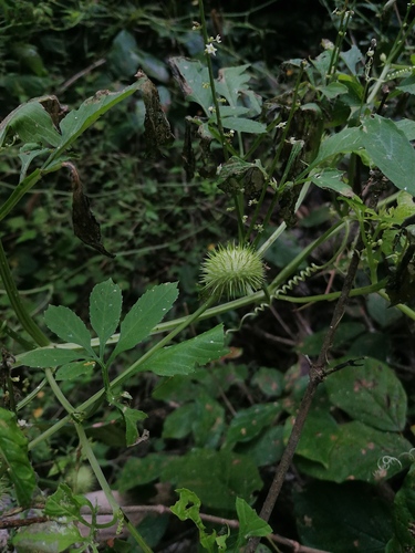 Cyclanthera carthagenensis (Cyclanthera carthagenensis)