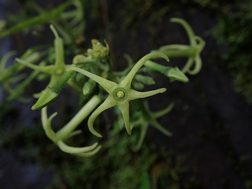 Cyclanthera carthagenensis (Cyclanthera carthagenensis)
