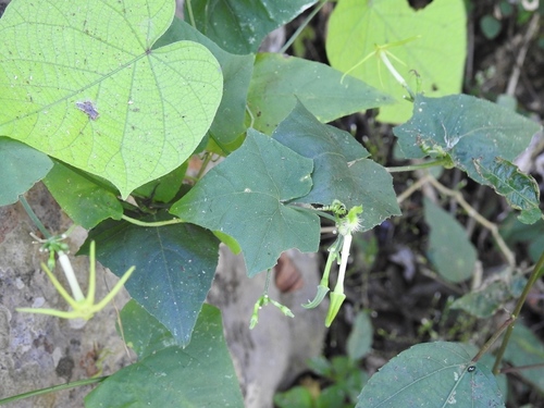 Cyclanthera carthagenensis (Cyclanthera carthagenensis)