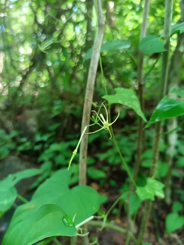 Cyclanthera carthagenensis (Cyclanthera carthagenensis)