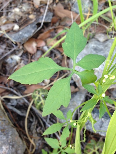 Slender cyclanthera (Cyclanthera gracillima)