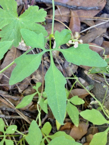 Slender cyclanthera (Cyclanthera gracillima)