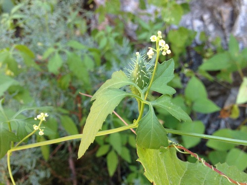 Slender cyclanthera (Cyclanthera gracillima)