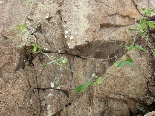 Slender cyclanthera (Cyclanthera gracillima)