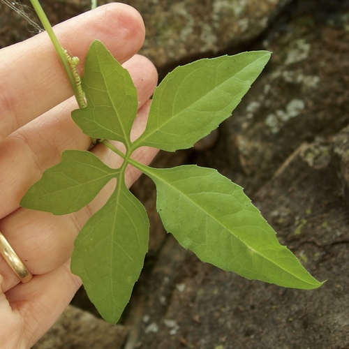 Slender cyclanthera (Cyclanthera gracillima)