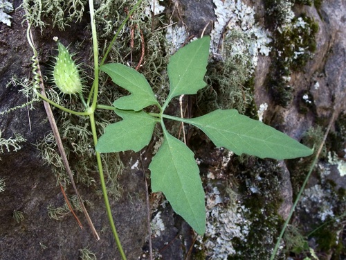 Slender cyclanthera (Cyclanthera gracillima)