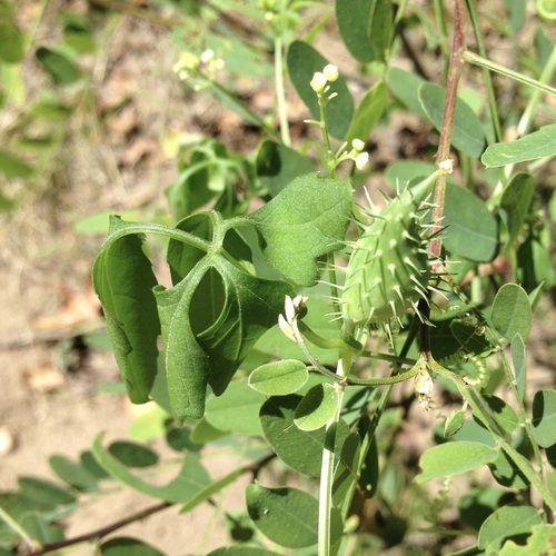 Slender cyclanthera (Cyclanthera gracillima)