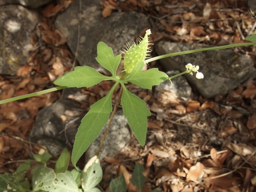 Slender cyclanthera (Cyclanthera gracillima)