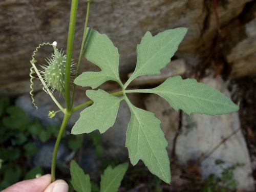 Slender cyclanthera (Cyclanthera gracillima)
