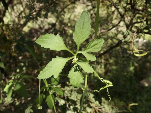 Slender cyclanthera (Cyclanthera gracillima)