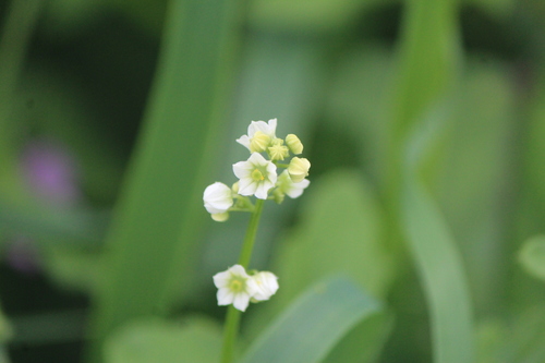 Slender cyclanthera (Cyclanthera gracillima)