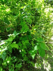Cyclanthera hystrix (Cyclanthera hystrix)