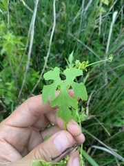 Cyclanthera hystrix (Cyclanthera hystrix)