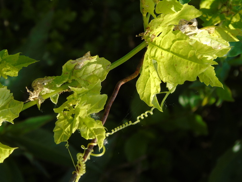 Cyclanthera hystrix (Cyclanthera hystrix)