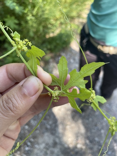Cyclanthera hystrix (Cyclanthera hystrix)