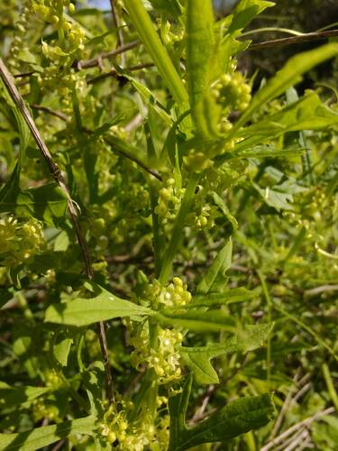 Cyclanthera hystrix (Cyclanthera hystrix)