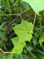 Cyclanthera hystrix (Cyclanthera hystrix)