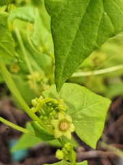 Cyclanthera hystrix (Cyclanthera hystrix)