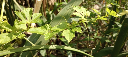 Cyclanthera hystrix (Cyclanthera hystrix)