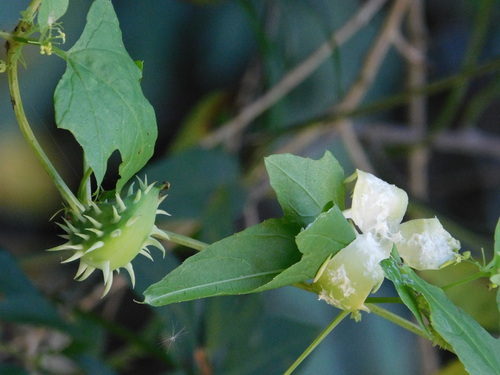 Cyclanthera hystrix (Cyclanthera hystrix)